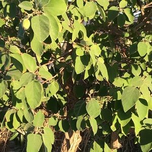 Meet your Posher, Devon