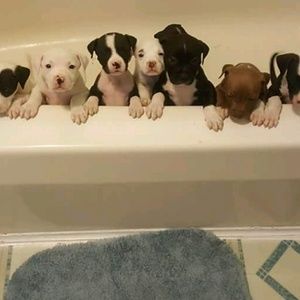 Meet your Posher, Shawna