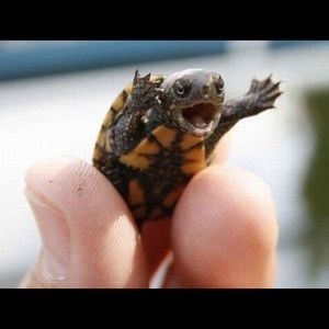 Meet your Posher, Jj