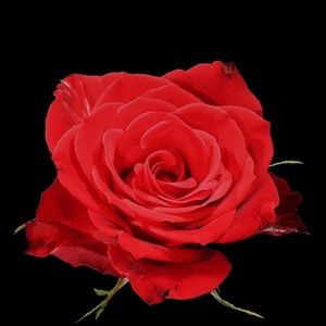 Meet your Posher, Faith