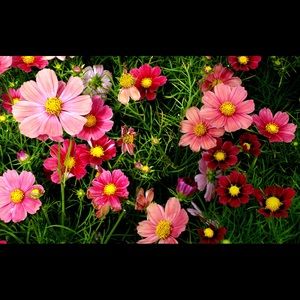 Meet your Posher, Antonio