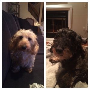 Meet your Posher, Barbara