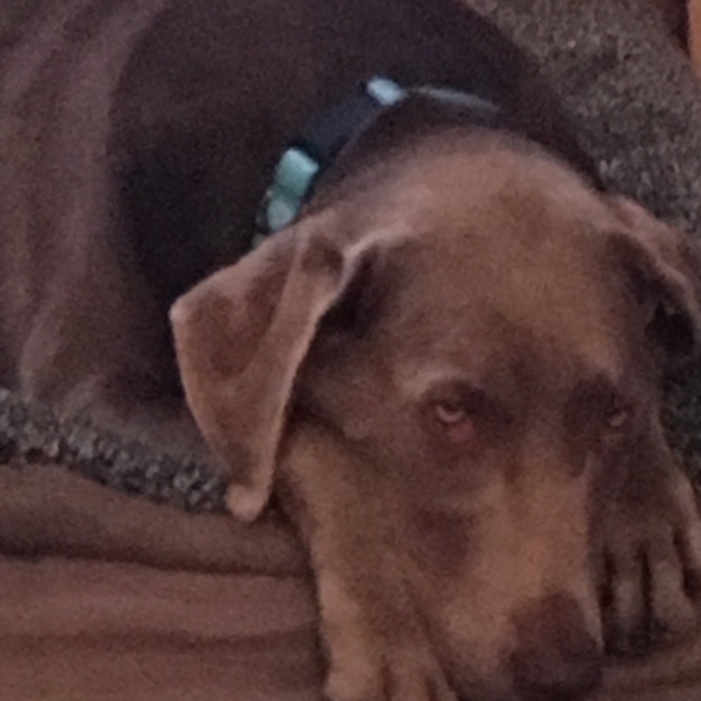 Meet your Posher, Molly