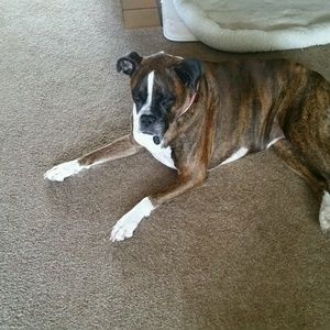 Meet your Posher, Robbie