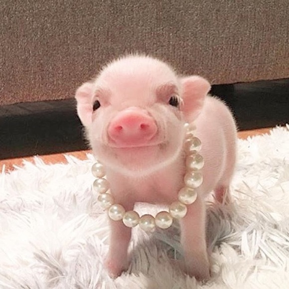 Meet your Posher, Giordana - Picture 1 of 1