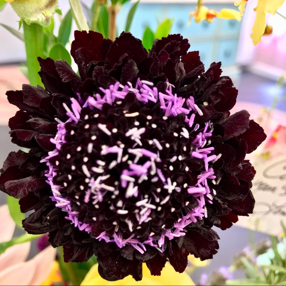 Meet your Posher, Lotta