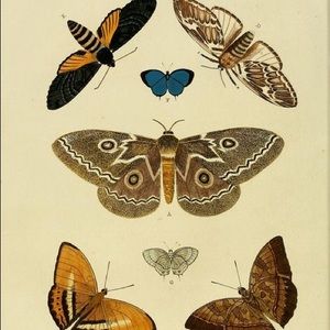 Meet your Posher, Isabella