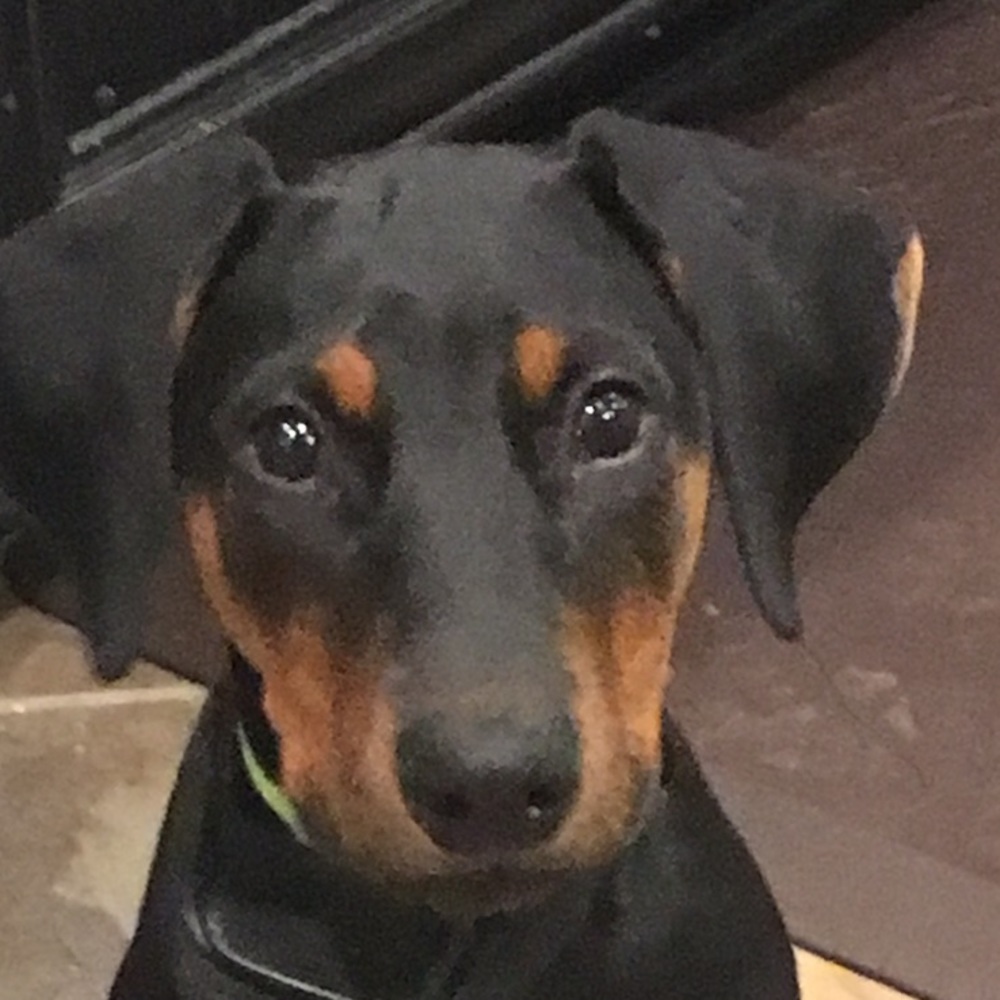 Meet your Posher, Wendy