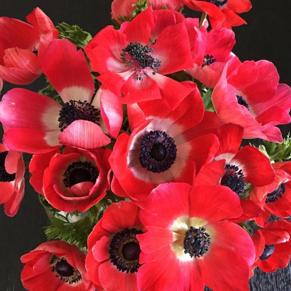 Kate Spade Poppy Leather Tote