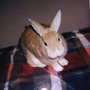 Meet your Posher, Reyna