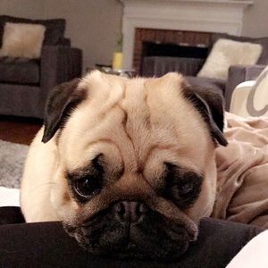 Meet your Posher, Ava