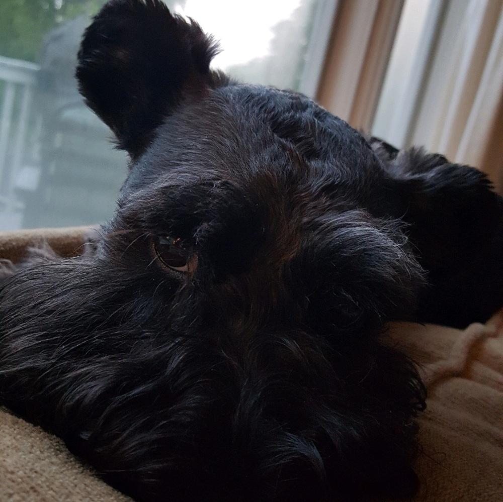 Meet your Posher, Dixie