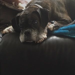 Meet your Posher, Iris