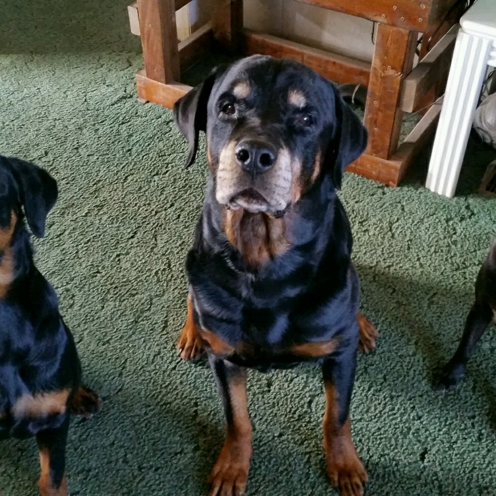 Meet your Posher, Brittney