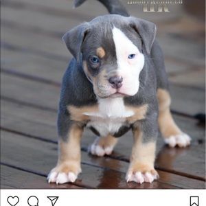 Meet your Posher, Atilio