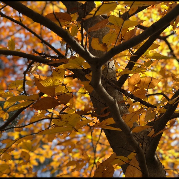 Meet your Posher, Nicole - Picture 1 of 1