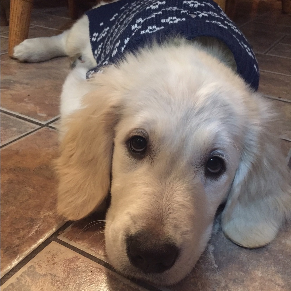 Meet your Posher, Lauren