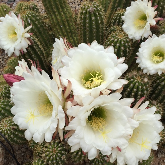 Meet your Posher, Beth - Picture 1 of 1