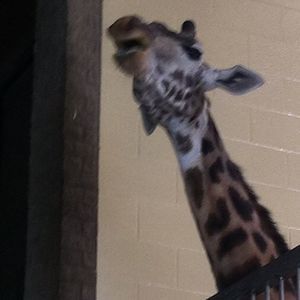 Meet your Posher, Riley