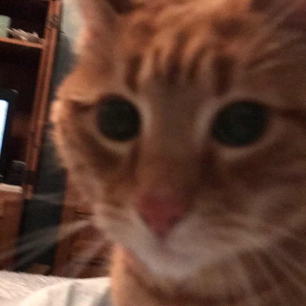 The Littlest Pumpkin in the Patch