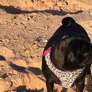 Meet your Posher, Todd