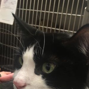 Meet your Posher, Peter