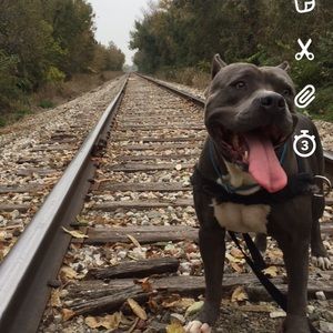 Meet your Posher, Beau