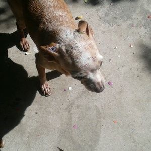 Meet your Posher, Grace