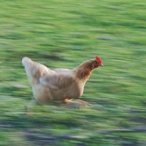 Meet your Posher, Phoebe