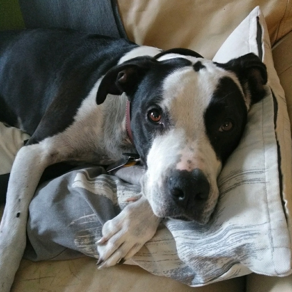 Meet your Posher, Lindsay