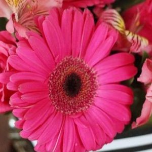 Meet your Posher, Daisy