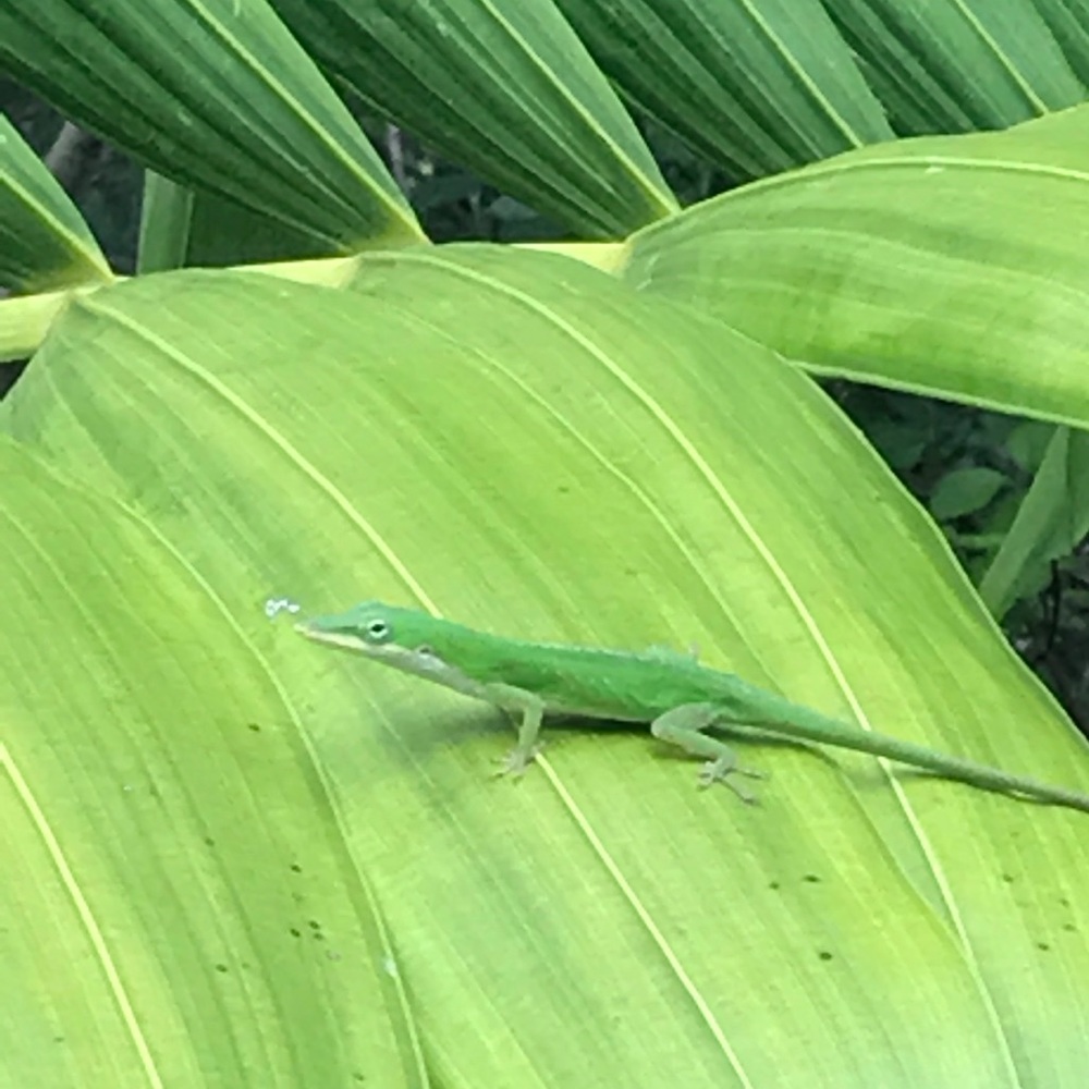 Meet your Posher, Reyna