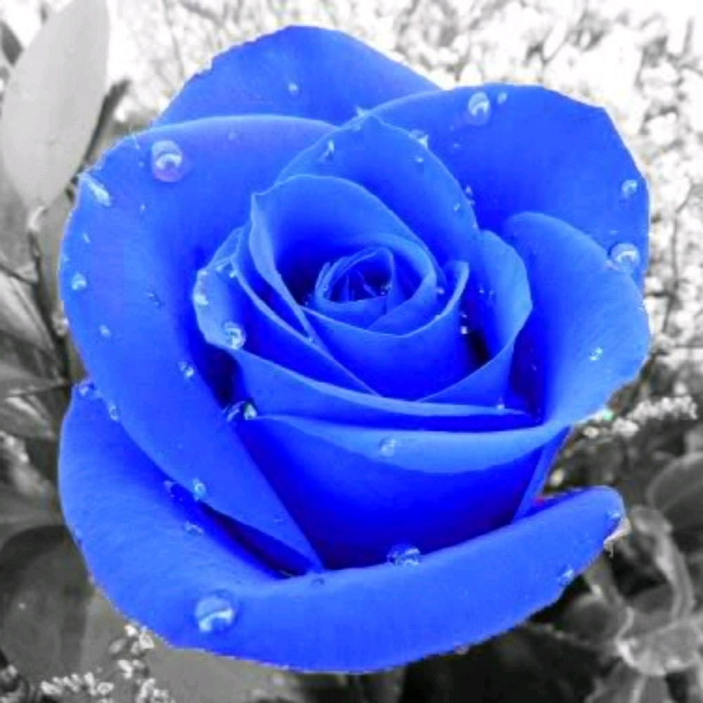 Meet your Posher, Luz