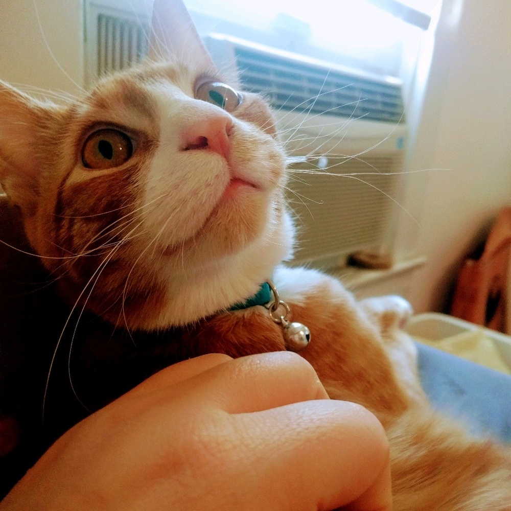 Meet your Posher, Emily