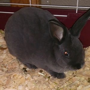 Meet your Posher, Bree