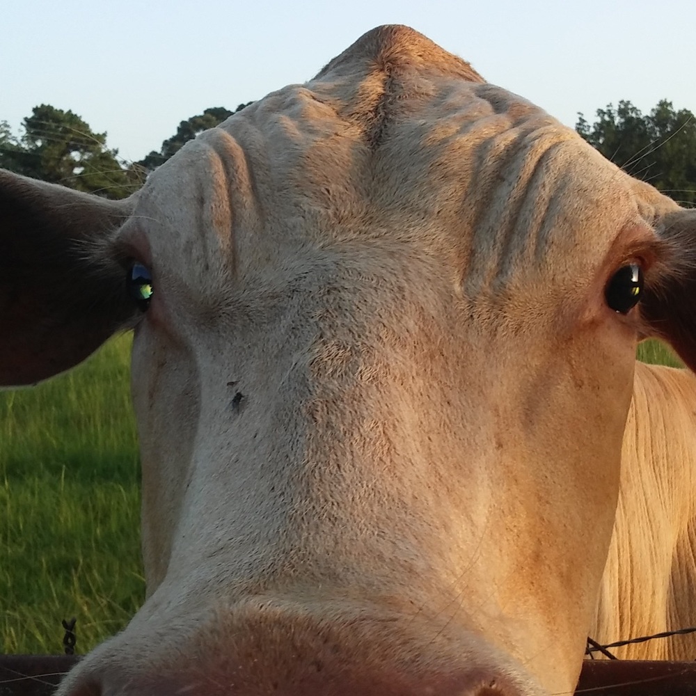 Meet your Posher, Nicole