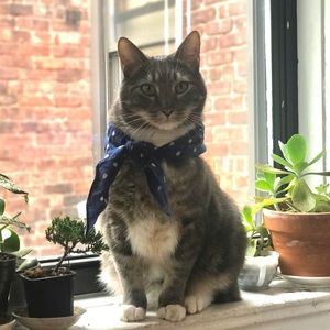 Meet your Posher, George