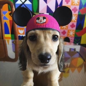 Meet your Posher, Lexi