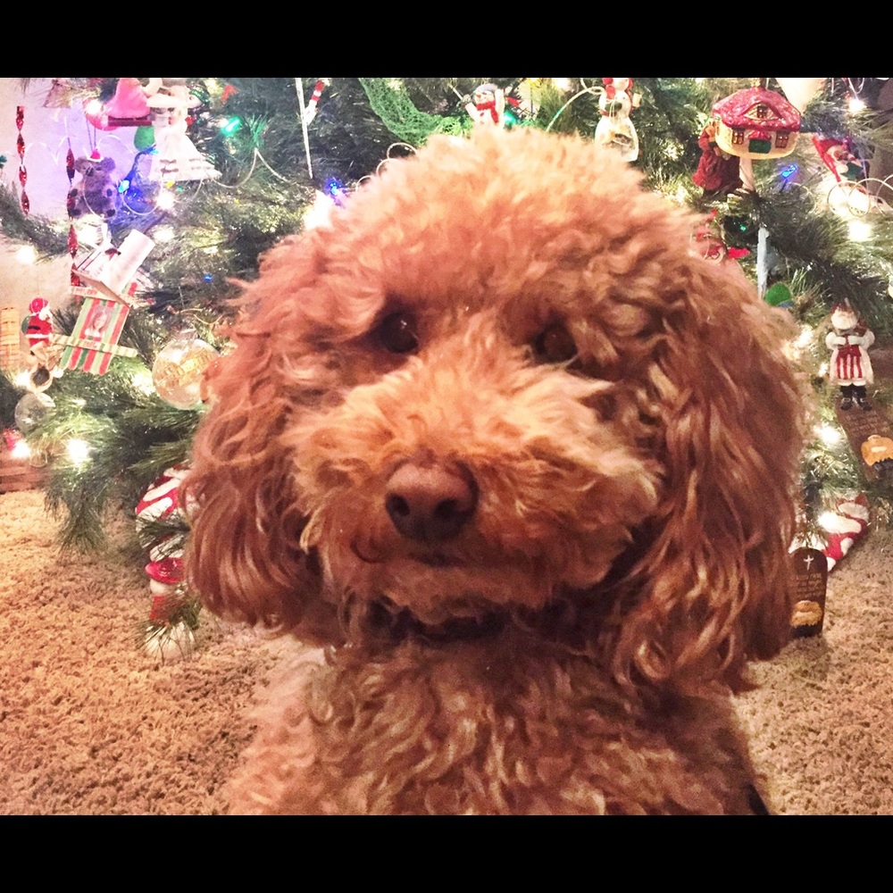 Meet your Posher, Jacque