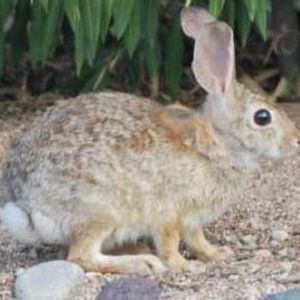 Meet your Posher, Bridget