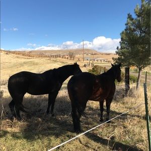 Meet your Posher, Bailey