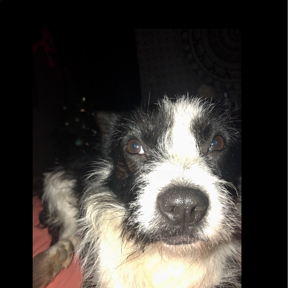 Meet your Posher, Maddie