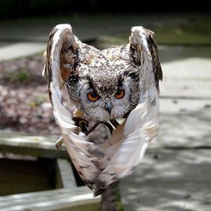 Meet your Posher, Vincent