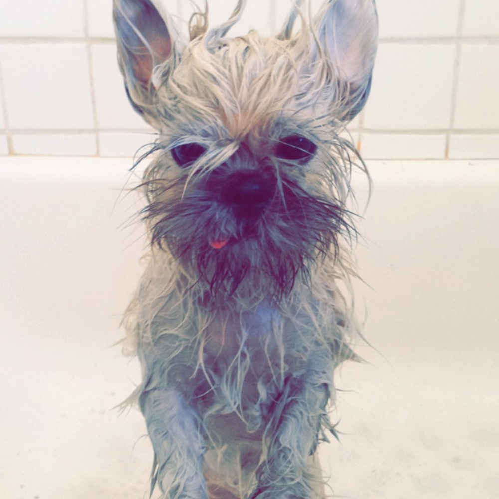 Meet your Posher, Tris