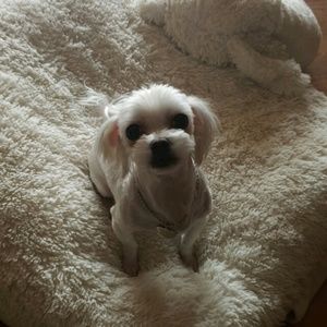 Meet your Posher, Bokyeung