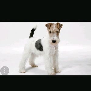 Meet your Posher, Pablo