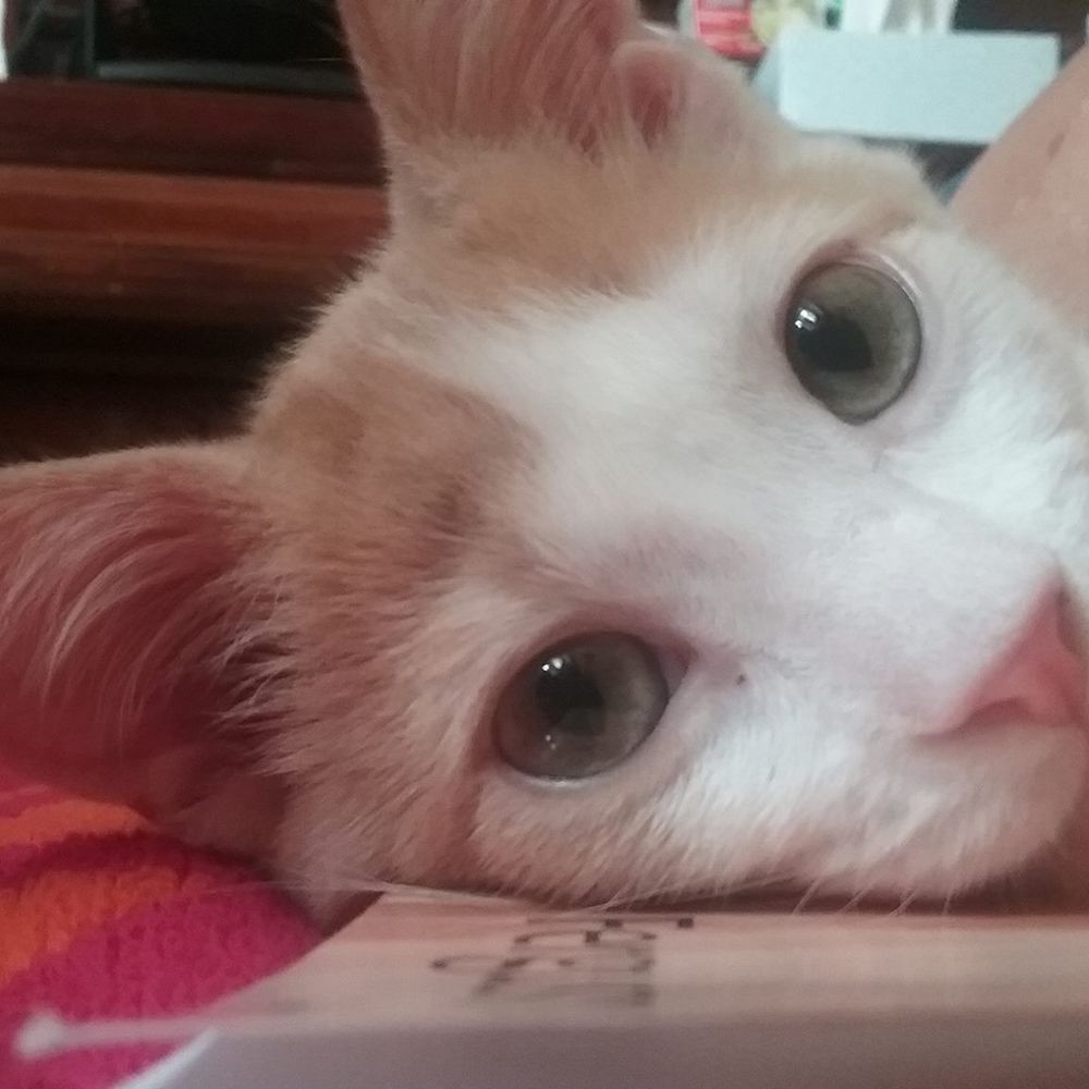 Meet your Posher, Erin