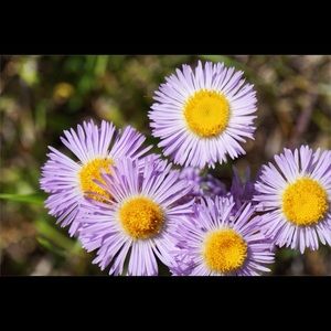 Meet your Posher, Britney