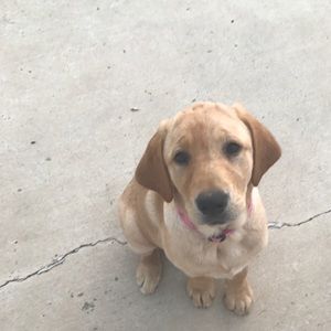 Meet your Posher, Noel