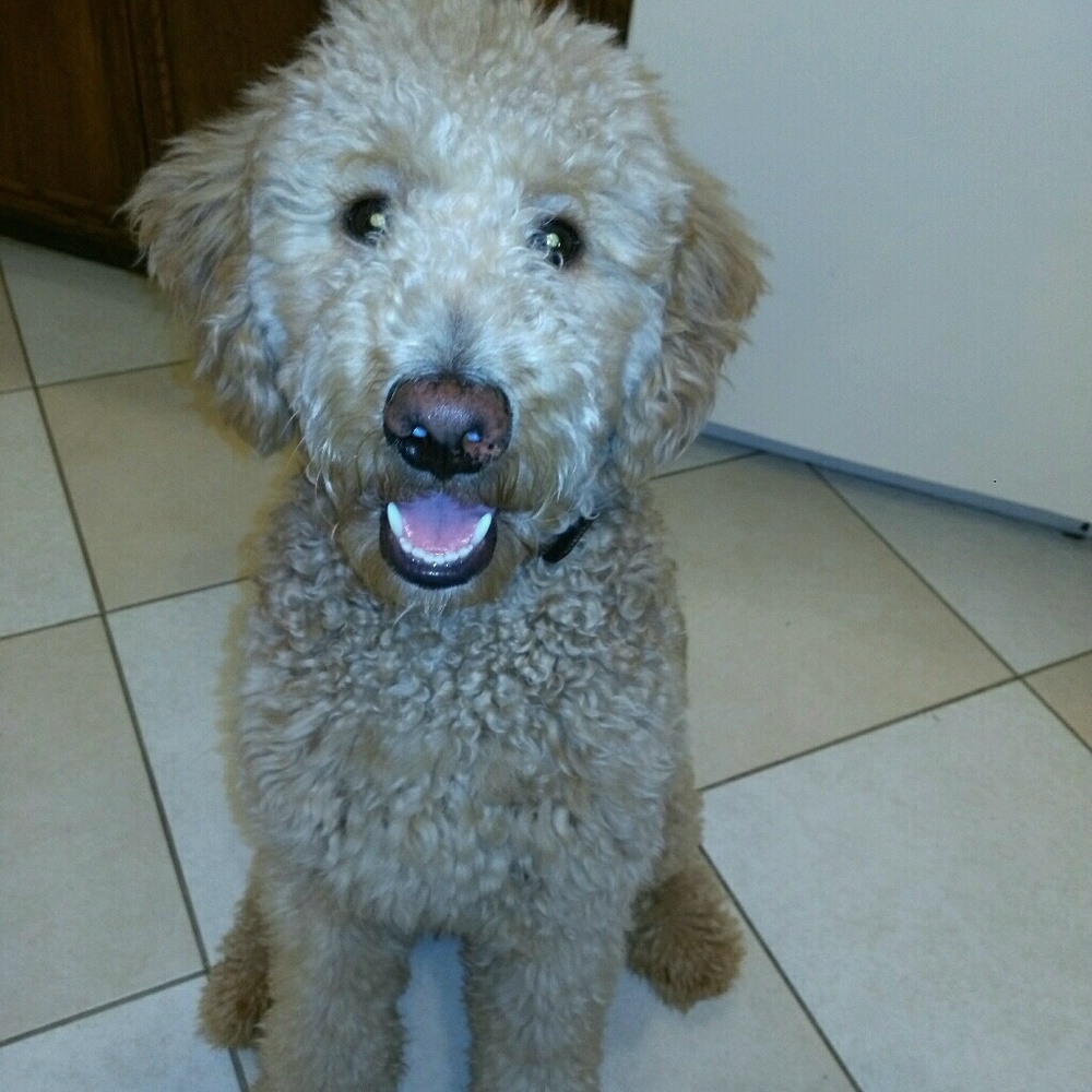 Meet your Posher, Charlene